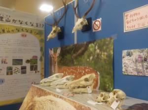 【広島県福山市】「里地里山に暮らす生きもの」をテーマにした企画展を開催中