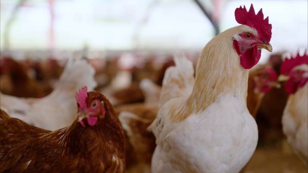 出店予約半年待ち！幻の卵屋さんが五反田駅に出現します！