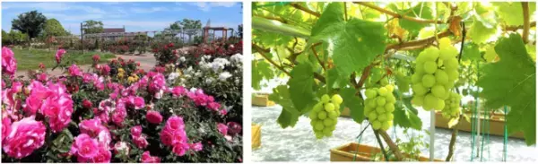 秋の花、紅葉を楽しむ温泉旅へ。感染症対策徹底の宿、大江戸温泉物語 宮城の宿で【秋のまんぞくバイキング】開催中