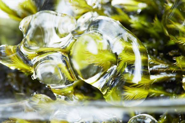 【奥入瀬渓流ホテル】 幻想的な「苔氷」の&ldquo;ミクロの世界&rdquo;を満喫！「冬のおいらせ苔氷さんぽ」新登場｜期間：2022年2月5日〜27日（土日限定）