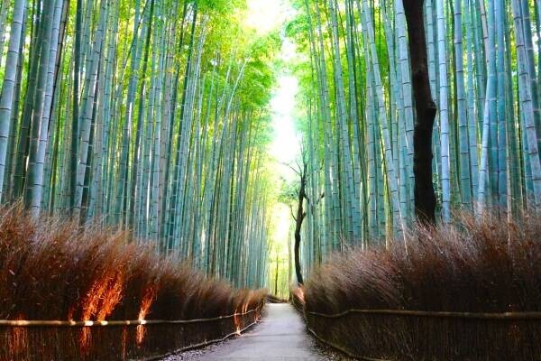 【完全予約制】いま注目の観光が京都嵐山に！アドベンチャーツーリズムを叶えるタンデム自転車の旅