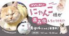 【モデルにゃんこ様大募集】愛しの猫ちゃんがイーザッカマニアストアーズのオリジナルアイテムに！？