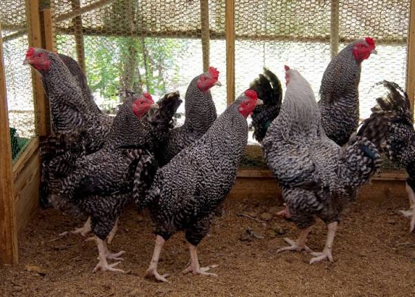 【ひらまつレストラン】10月1日よりいよいよ最終章「ひらまつで味わう五島の魅力」ガラディナーも開催 ～ブラッスリー ポール・ボキューズ 銀座～