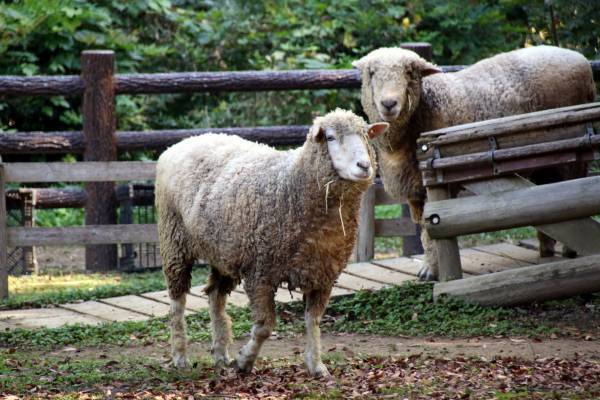 ラグジュアリークラスのサプリメント好調！