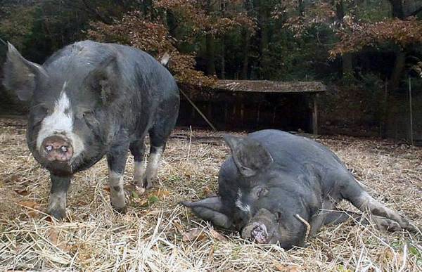 ラグジュアリークラスのサプリメント好調！