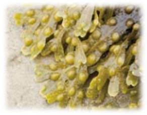 肌にごり*までオフして透明感を磨く、多機能フェイシャルマスク「THE SONOKO ホワイトマスク」誕生【SONOKO】