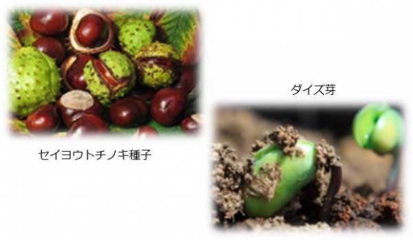 肌にごり*までオフして透明感を磨く、多機能フェイシャルマスク「THE SONOKO ホワイトマスク」誕生【SONOKO】