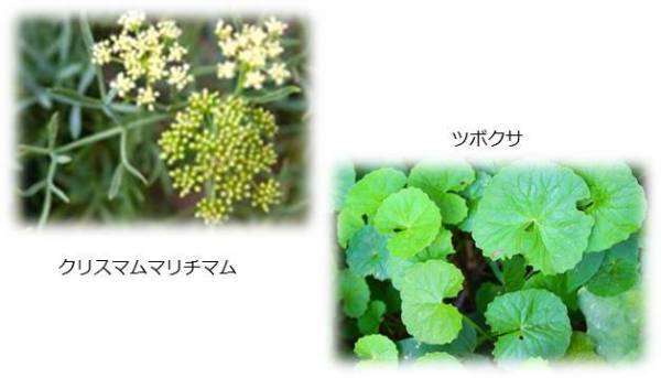 肌にごり*までオフして透明感を磨く、多機能フェイシャルマスク「THE SONOKO ホワイトマスク」誕生【SONOKO】