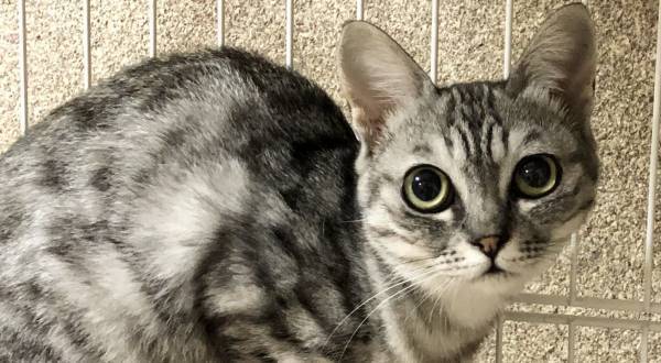 11／28 譲渡会「ねこざんまい」を東京で開催　NPO法人くすのき✖️Civic Force