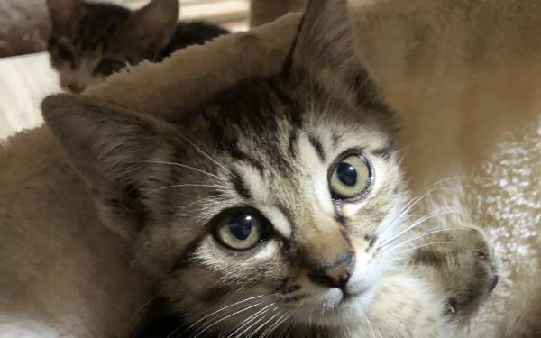 11／28 譲渡会「ねこざんまい」を東京で開催　NPO法人くすのき✖️Civic Force