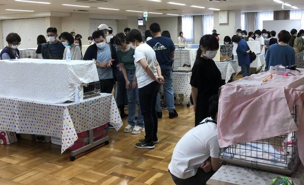 11／28 譲渡会「ねこざんまい」を東京で開催　NPO法人くすのき✖️Civic Force