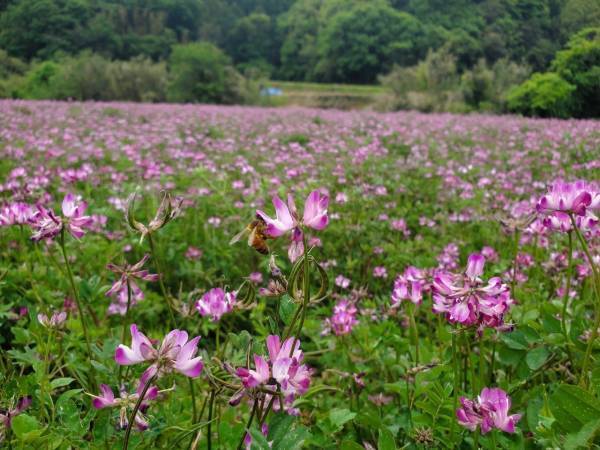ミツバチと養蜂家と共に　循環型社会の実現へ 　「未来の蜂蜜を守る」京都老舗蜂蜜屋のSDGs宣言