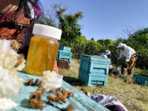 ミツバチと養蜂家と共に　循環型社会の実現へ 　「未来の蜂蜜を守る」京都老舗蜂蜜屋のSDGs宣言