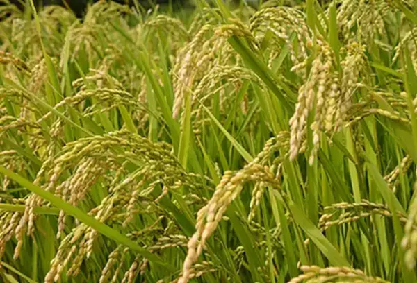 【奈良県立大学生&times;御杖村】生産者の想いを伝えます「御杖村産レストラン結」が本日、奈良市内にオープン！