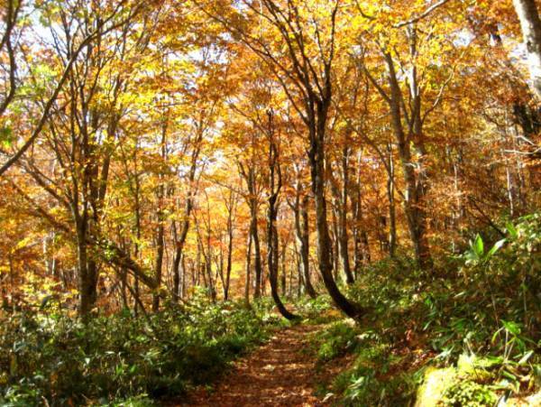 裏磐梯紅葉ロープウェイの眼下に広がる色鮮やかな紅葉が見頃