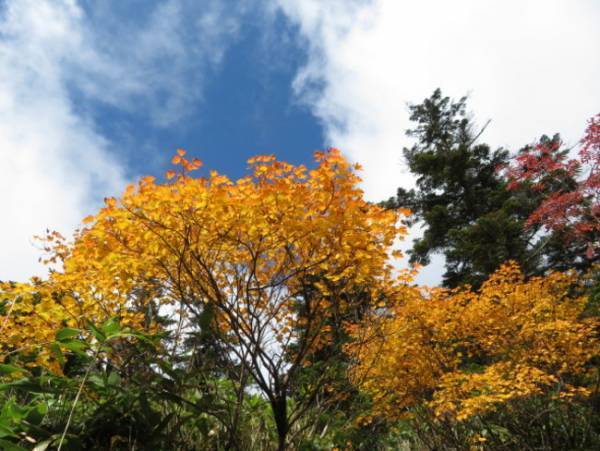 裏磐梯紅葉ロープウェイの眼下に広がる色鮮やかな紅葉が見頃