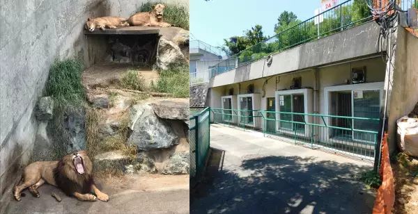 【日立市かみね動物園】『猛獣舎』リニューアルに向けて、ふるさと納税を活用したクラウドファンディング開始！動物が幸せに暮らせますように！