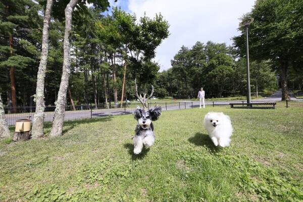 愛犬のベストスマイルショットで宿泊券が当たるチャンス！ わんちゃんと宿泊できる宿のインスタグラムにてフォトコンテスト開催