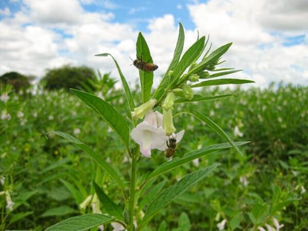 〈ごまの花〉から採れた純粋はちみつ、使いやすい新容器で登場！和食にも合う、日本人が親しみやすい味わい【QBGごまはちみつ200g／1kg】