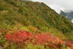 絶景 紅葉の北アルプスを一望。白馬五竜高山植物園と気軽に歩けるアルプス平自然遊歩道