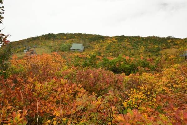 絶景 紅葉の北アルプスを一望。白馬五竜高山植物園と気軽に歩けるアルプス平自然遊歩道