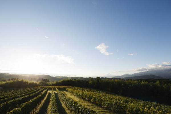 【リゾナーレ八ヶ岳】12月4日リリース　ドメーヌ ミエ・イケノ「Mie Ikeno 月香Chardonnay 2020」宿泊者限定で販売