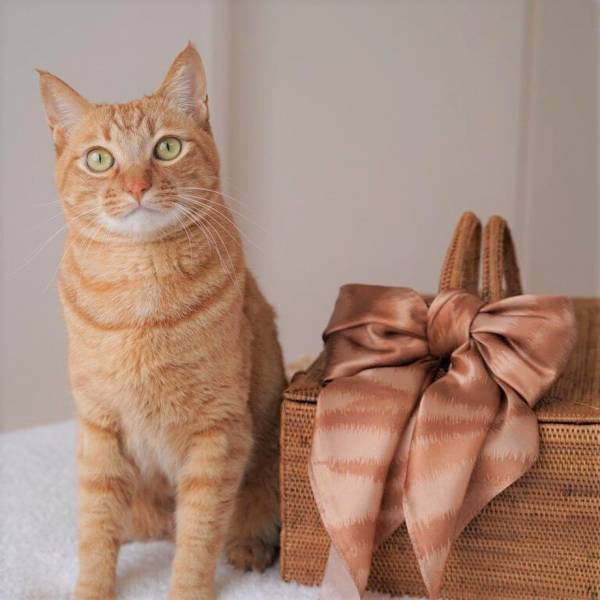 【NyanCon】史上初のSNS連動クリスマスチャリティープロジェクトを開催！