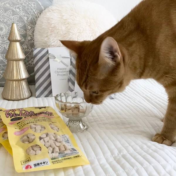 【NyanCon】史上初のSNS連動クリスマスチャリティープロジェクトを開催！