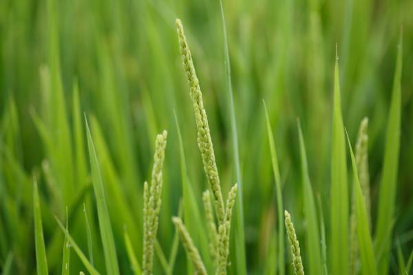 【リゾナーレ那須】～第1回「田植え」から第3回「観察」まで～「お米の学校2021」プロジェクト報告