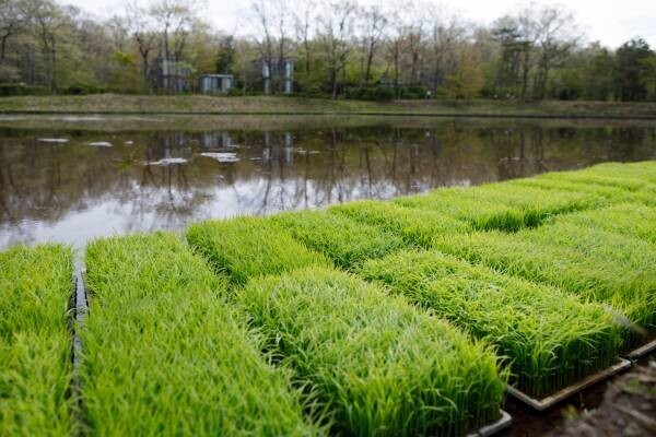 【リゾナーレ那須】～第1回「田植え」から第3回「観察」まで～「お米の学校2021」プロジェクト報告