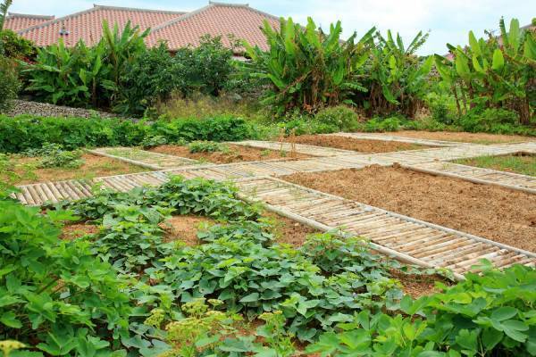 【星のや竹富島】幻の食材&ldquo;セミエビ&rdquo;を使用した新メニュー登場！冬限定のディナーコースを提供開始｜期間：2021年12月10日〜2022年3月19日