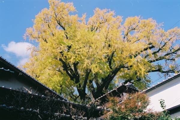 第17回 秋の有田陶磁器まつり開催　～今年は特別に10月からスタートします～