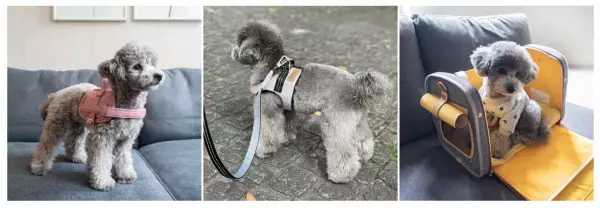 【New Open】北欧デザインのペット用品ショップ 「mof -mof （モフモフ）」楽天市場店オープン