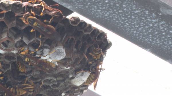 危険なハチの巣駆除に夫婦で挑む！&ldquo;夫婦ハチハンター&rdquo;に密着&hellip;9/12（日）BACKSTAGE（バックステージ）