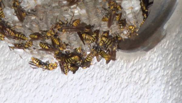 危険なハチの巣駆除に夫婦で挑む！&ldquo;夫婦ハチハンター&rdquo;に密着&hellip;9/12（日）BACKSTAGE（バックステージ）