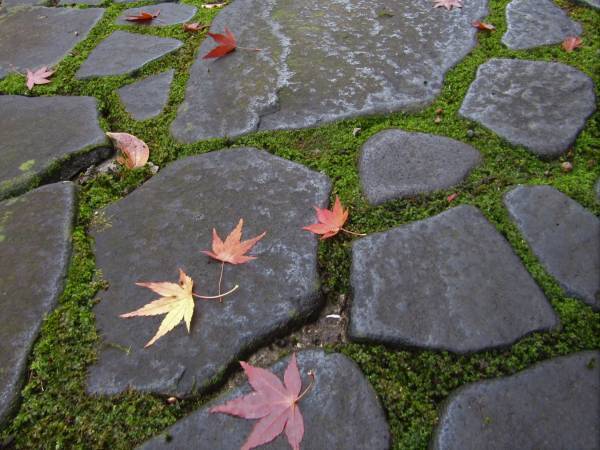 秋は庭園でゆっくり過ごしませんか？ 殿ヶ谷戸庭園の秋の催し