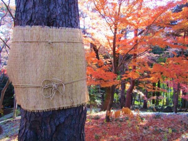 秋は庭園でゆっくり過ごしませんか？ 殿ヶ谷戸庭園の秋の催し