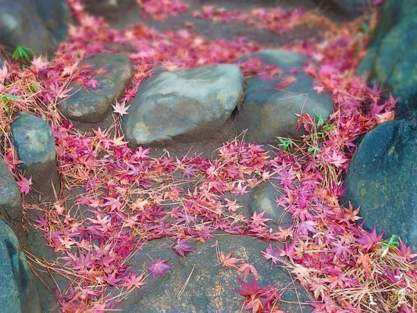 秋は庭園でゆっくり過ごしませんか？ 殿ヶ谷戸庭園の秋の催し