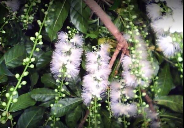 大温室夜間公開も…⁉「真夏の植物ワンダーランドin 神代植物公園」8月2日（火）~28日（日）開催決定‼