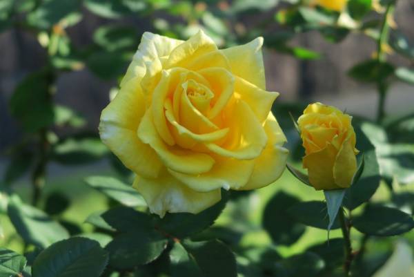 旧古河庭園「紅葉とバラ、和と洋の秋」11月12日（土）～12月4日（日）開催！