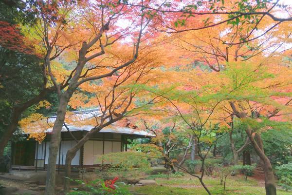 旧古河庭園「紅葉とバラ、和と洋の秋」11月12日（土）～12月4日（日）開催！