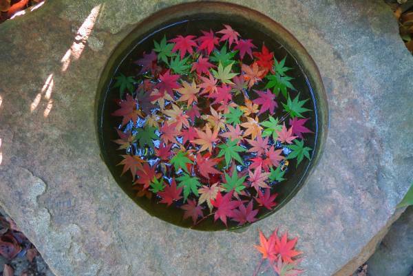 旧古河庭園「紅葉とバラ、和と洋の秋」11月12日（土）～12月4日（日）開催！