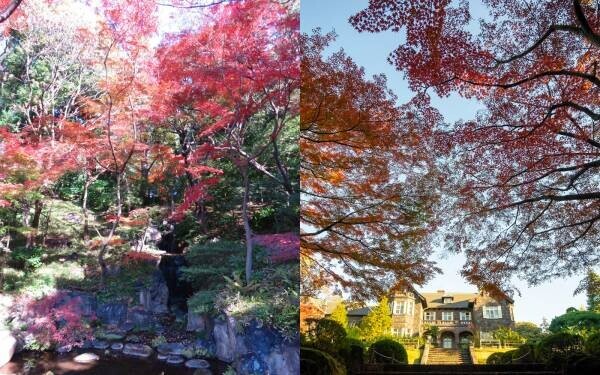 旧古河庭園「紅葉とバラ、和と洋の秋」11月12日（土）～12月4日（日）開催！