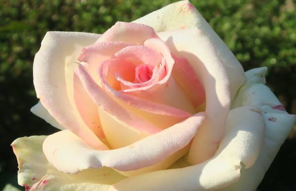 旧古河庭園「紅葉とバラ、和と洋の秋」11月12日（土）～12月4日（日）開催！