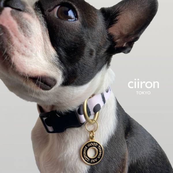 ペットへの想いを投稿すると、雑誌に掲載＆犬猫グッズを16名にプレゼント！