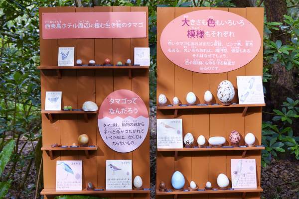 【西表島ホテル】ガイドツアー付き展示イベント「イリオモテEgg Search」開催　～タマゴから見る西表島に棲む生き物たち～｜期間：2022年3月1日〜4月28日