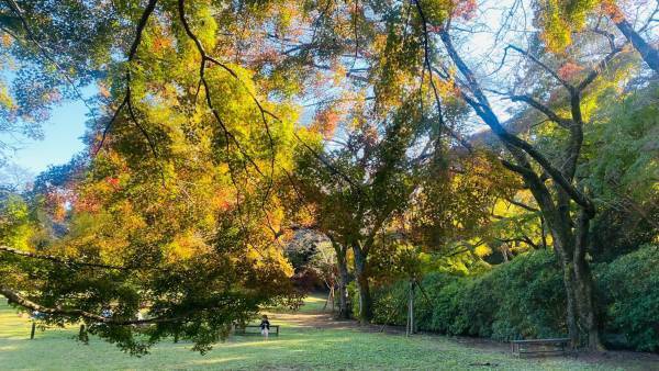 【清水公園】紅葉シーズンはじまる