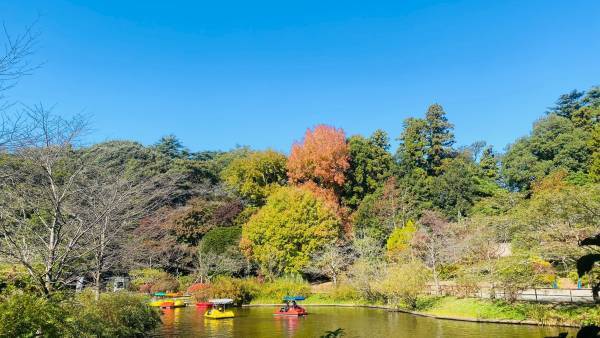 【清水公園】紅葉シーズンはじまる