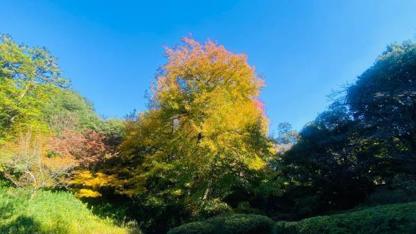 【清水公園】紅葉シーズンはじまる