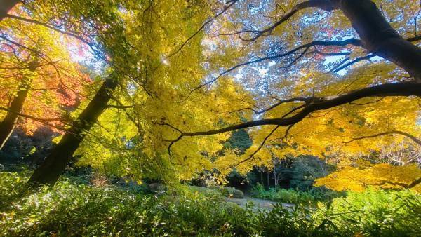 【清水公園】紅葉シーズンはじまる